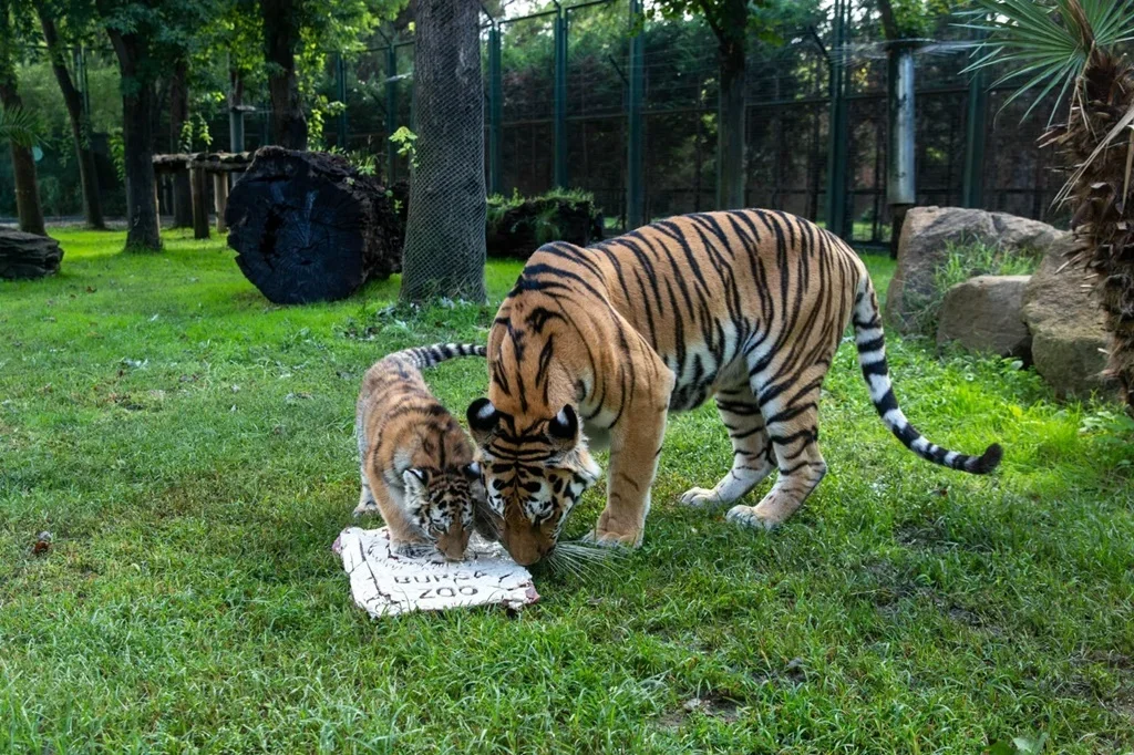 37772_MTZhYjBmYm_2.webp
