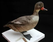 NMNH-USNM77126-01-plain.webp