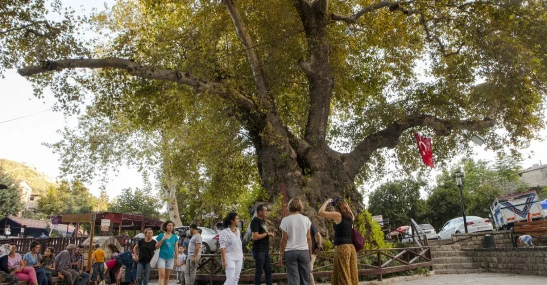 musa-agaci-1068x558.webp