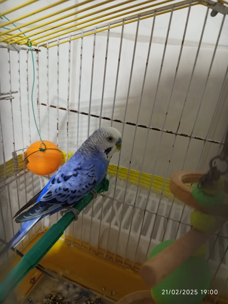 IMG_20250221_190044.webp